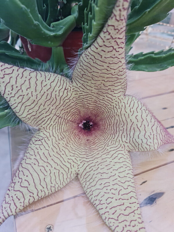 Stapelia gigantea, Fiore stella cadente - vaso Ø14 cm