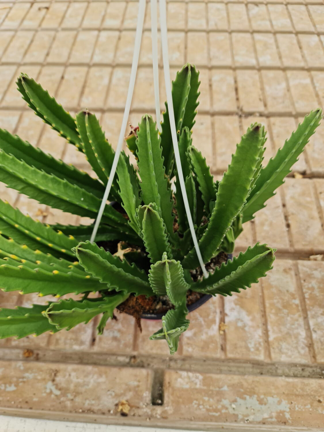 Stapelia gigantea: fioritura gigante tra le asclepiadacee