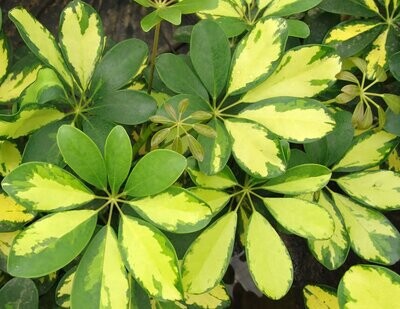 Schefflera arboricola variegata - vaso Ø24 cm, h 130 cm