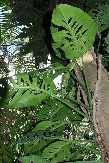 Monstera Acuminata - vaso Ø12 cm