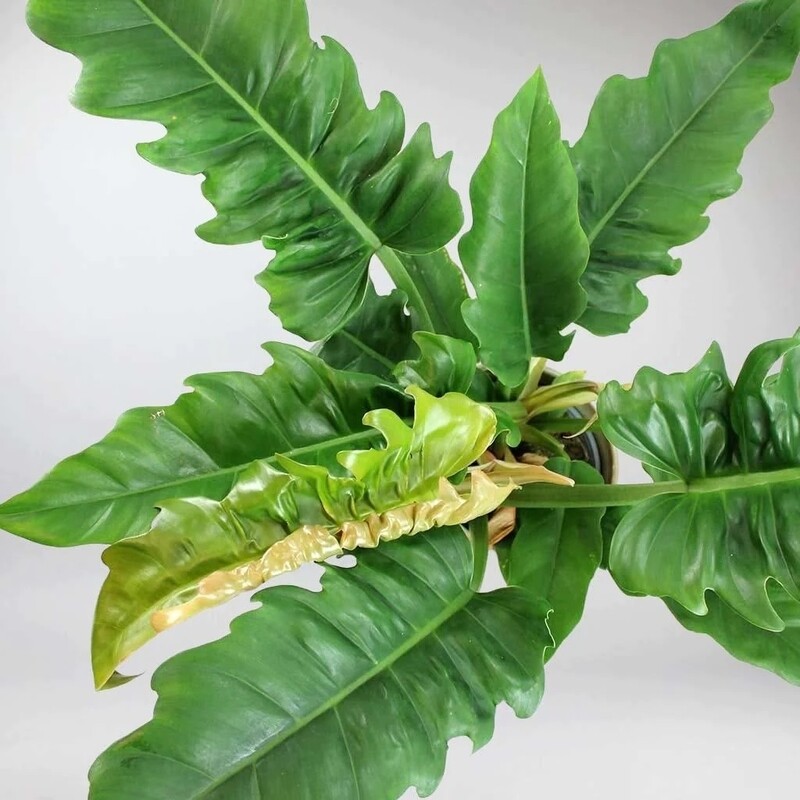 Philodendron &#39;Narrow Escape&#39;, Filodendro - vaso Ø14 cm