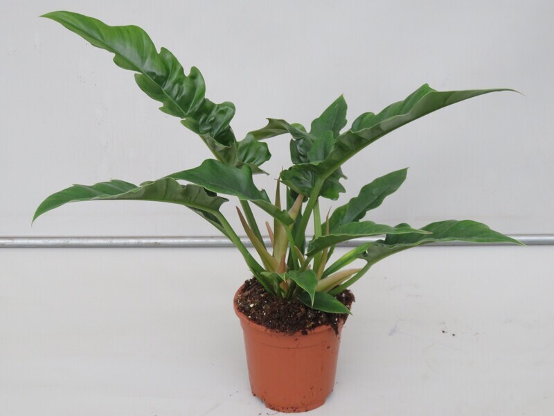 Philodendron 'Narrow Escape', Filodendro - vaso Ø14 cm