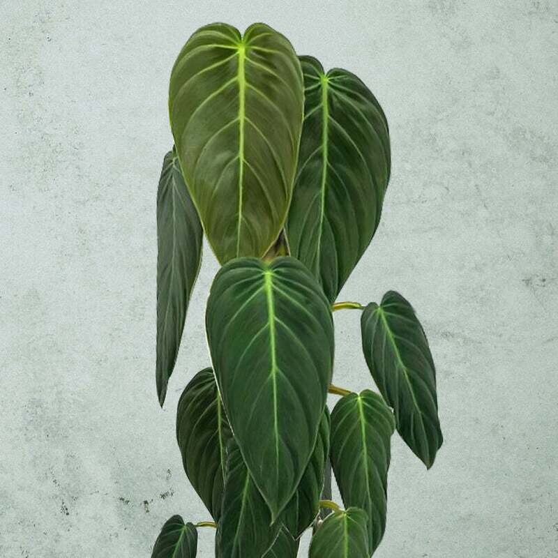 Philodendron Gigas, Filodendro - vaso Ø12 cm