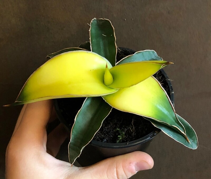 Sansevieria trifasciata 'Star Canary', Lingua di suocera - vaso Ø12 cm