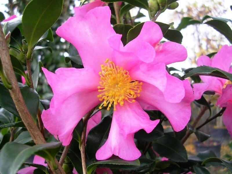 Camellia Sasanqua &#39;Cleopatra&#39;, Camelia - vaso Ø19 cm