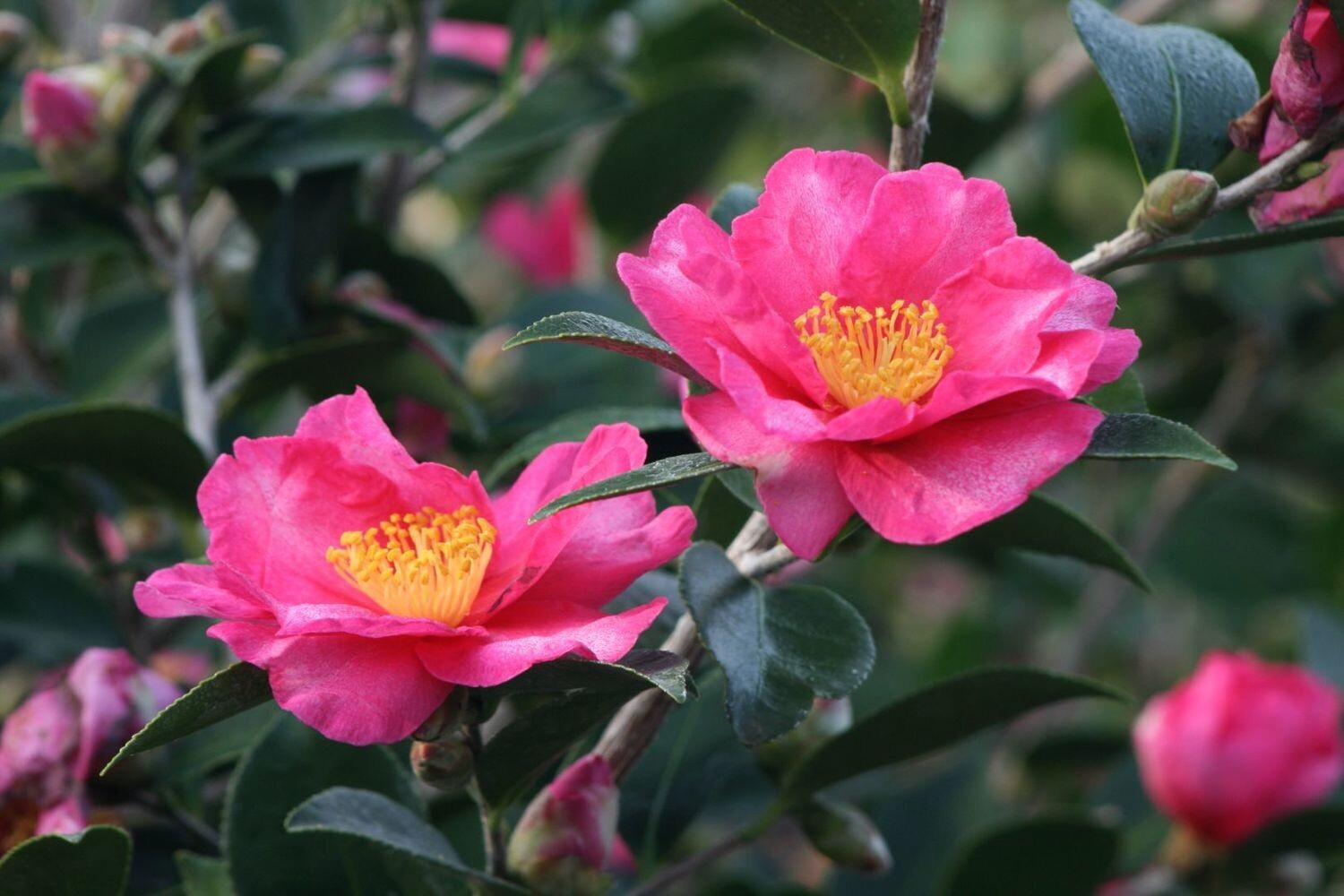 Camellia sasanqua &quot; Kanjiro &quot; - Camelia - Vaso 19 cm