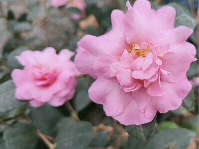 Camellia sasanqua &#39;Flm&#39;, Camelia - Vaso Ø19 cm