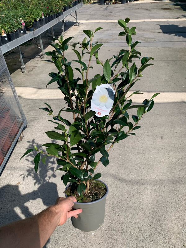 Camellia sasanqua 'Bianco', Camelia - Vaso Ø19 cm