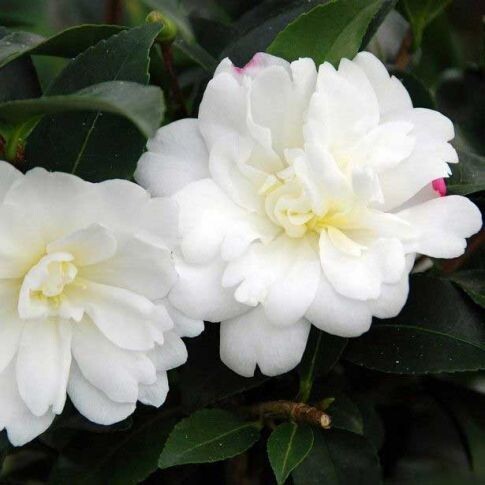 Camellia sasanqua &#39;Bianco&#39;, Camelia - Vaso Ø19 cm