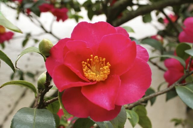 Camellia sasanqua &quot; Rosso &quot; - Camelia - Vaso 19 cm