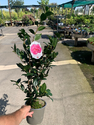 Camellia sasanqua 'Flm', Camelia - Vaso Ø19 cm