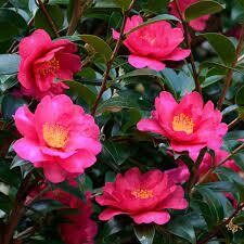 Camellia sasanqua &#39;Cherylin&#39;, Camelia - Vaso Ø19 cm