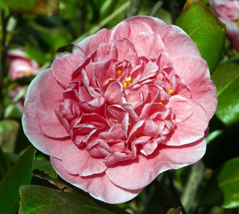 Camellia Japonica &#39;California&#39;, Camelia del Giappone - vaso Ø19 cm