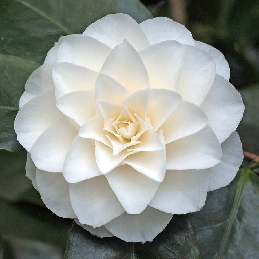 Camellia Japonica &#39;Purity&#39;, Camelia del Giappone - vaso Ø19 cm