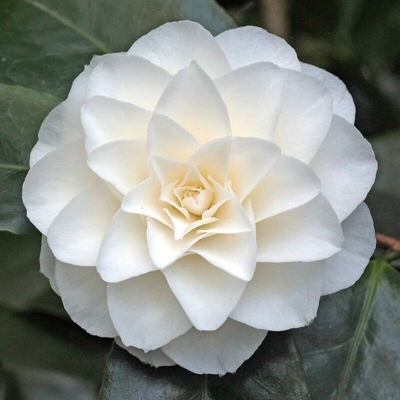 Camellia Japonica &#39;Purity&#39;, Camelia del Giappone - vaso Ø19 cm