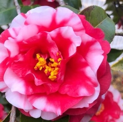 Camellia Japonica &#39;Generale confetti&#39;, Camelia del Giappone - vaso Ø19 cm