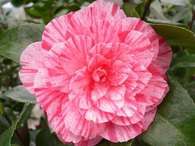 Camellia Japonica &#39;Screziato&#39;, Camelia del Giappone - vaso Ø19 cm