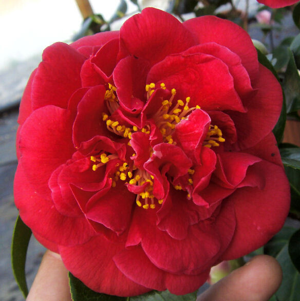 Camellia Japonica &#39;Charles Crobb&#39;, Camelia del Giappone - vaso Ø19 cm