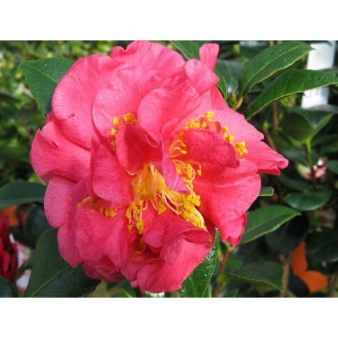 Camellia Japonica &#39;Margaret Wells&#39;, Camelia del Giappone - vaso Ø19 cm