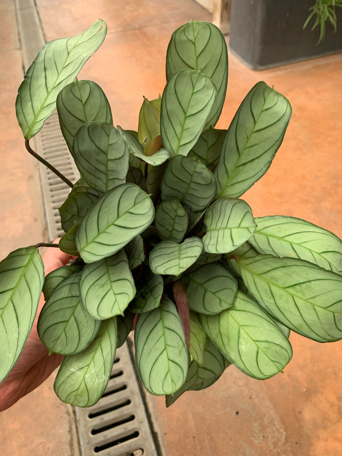 Bloomique Ctenanthe Burle-Marxii - Pianta Della Preghiera, 20-30 Cm, Vaso 12 Cm, Purificante E Non Tossica