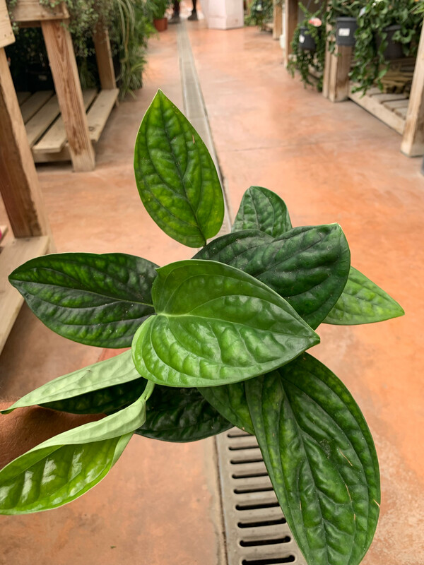 Epipremnum Pinnatum &#39;Marble Planet&#39;, Potus, Potos, Pothos, Photus - vaso Ø12 cm
