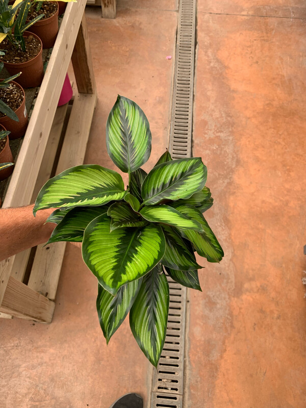 Calathea &#39;Beauty Star&#39; - vaso Ø11 cm