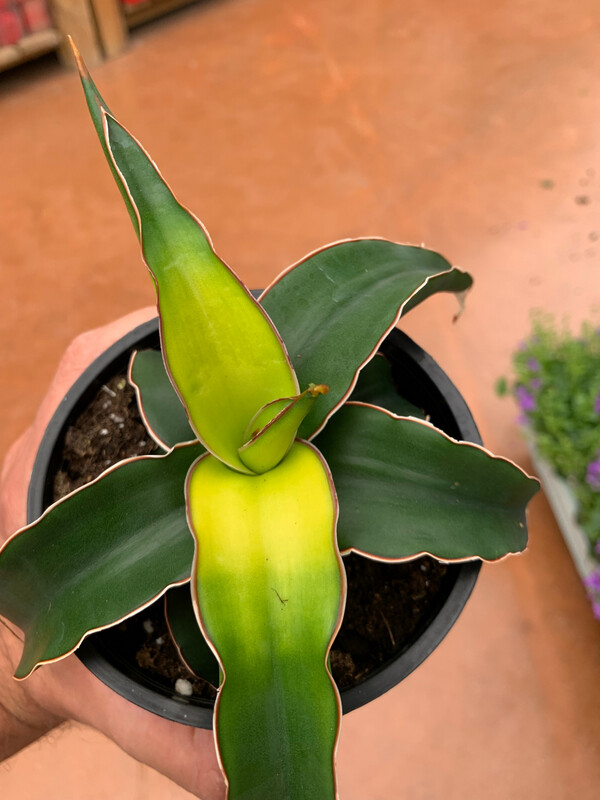Sansevieria trifasciata &#39;Star Canary&#39;, Lingua di suocera - vaso Ø12 cm