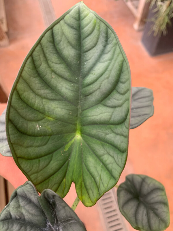 Alocasia &#39;Silver Nebula&#39; - vaso Ø 11 cm