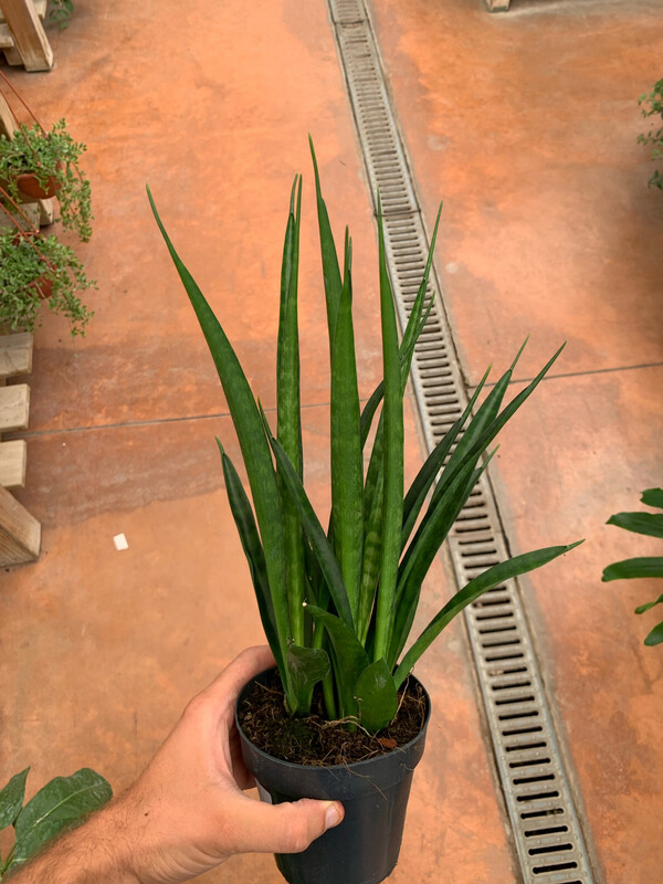 Sanseveria, Sansevieria Fernwood &#39;Punk Mikado&#39; - vaso Ø14 cm
