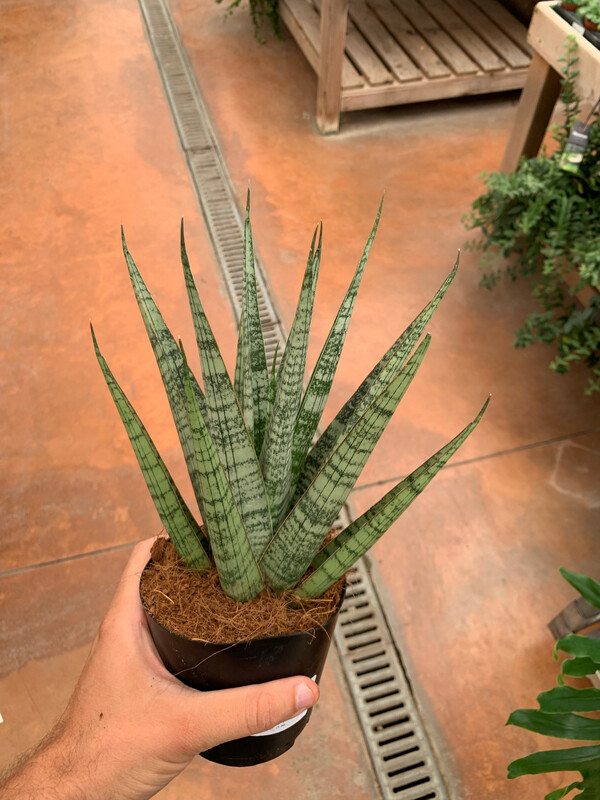 Pianta Serpente, Sansevieria cylindrica &#39;Comet&#39;, cilindrica - vaso Ø14 cm