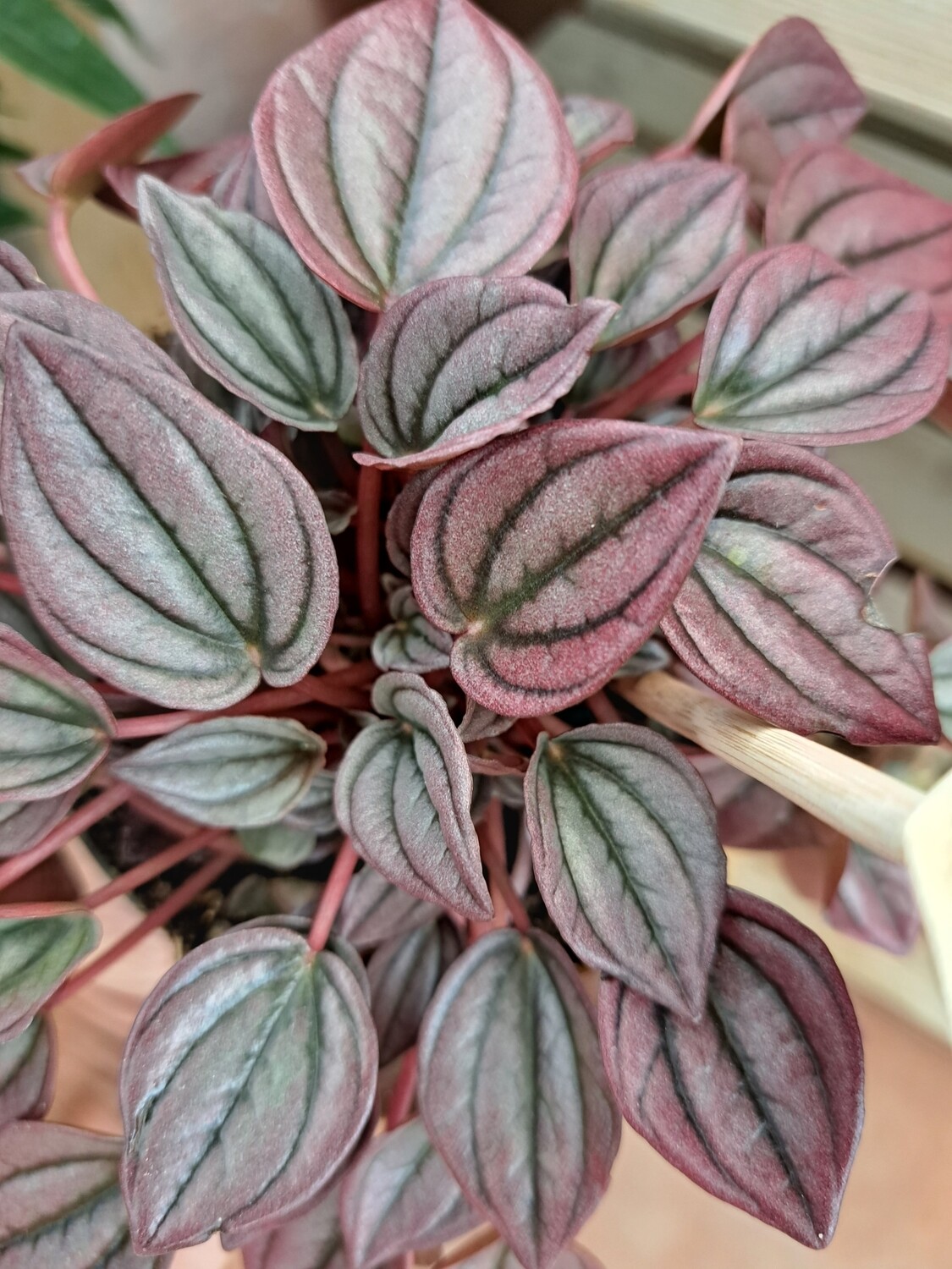 Peperomia Caperata &#39;Cayenne&#39; - vaso Ø11 cm