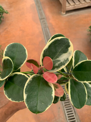 Hoya Australis ssp Tenuipes Albomarginata "Blondie", Fiore di Cera - vaso Ø12 cm, h 15 fuori vaso ( vaso ceramica non incluso )