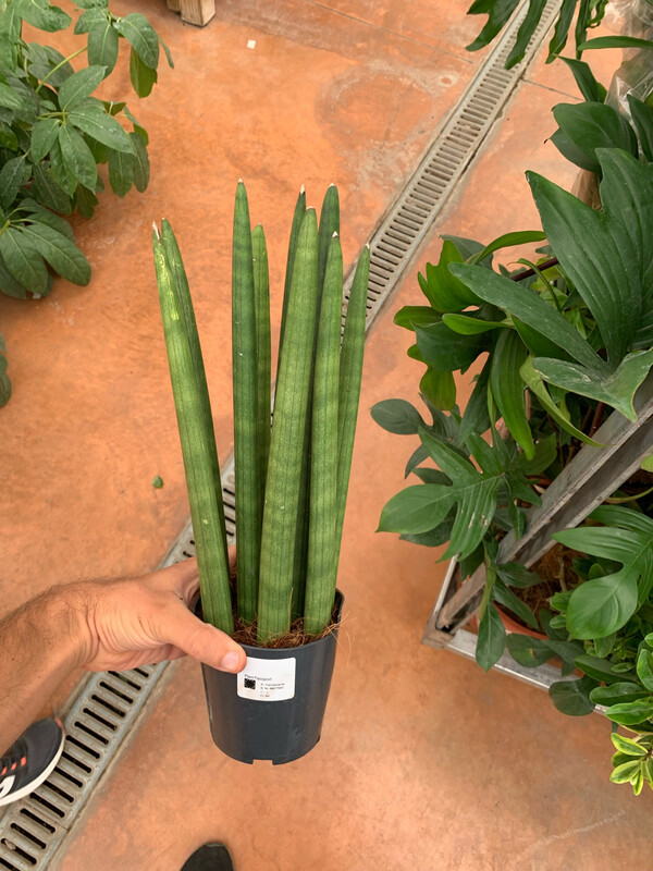 Sanseveria Spaghetti, Pianta serpente, Sansevieria cylindrica &#39;Straight&#39;, cilindrica - vaso Ø14 cm