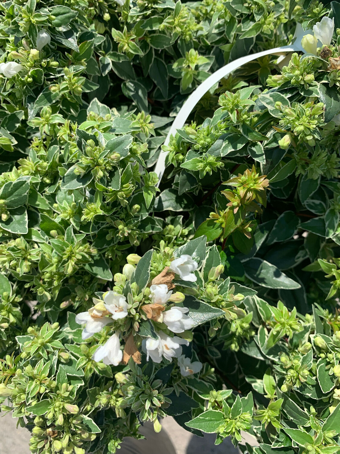 Abelia x grandiflora 'Magic Daydream' - vaso Ø 24cm