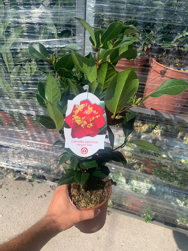 Camellia Japonica 'Margaret Wells', Camelia del Giappone - vaso Ø19 cm