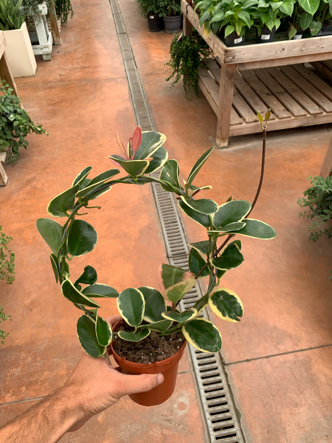 Hoya Australis ssp Tenuipes Albomarginata &quot;Blondie&quot;, Fiore di Cera - vaso Ø12 cm, h 35 cm fuori vaso