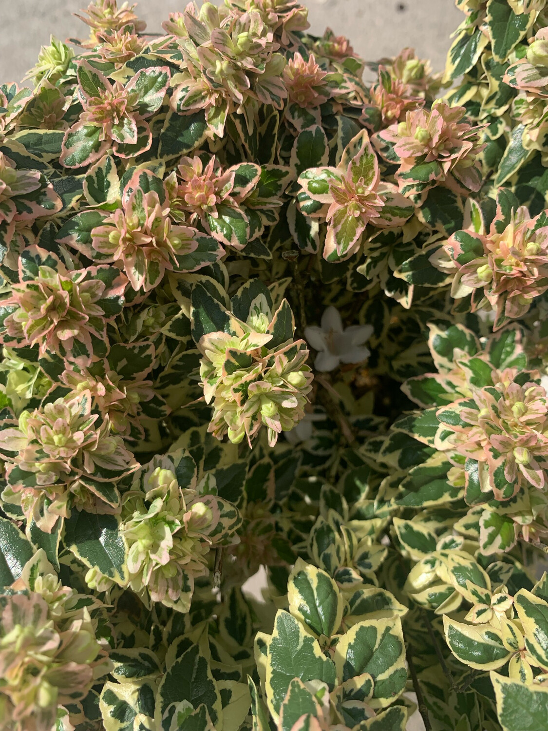 Abelia x grandiflora 'Magic Daydream' - vaso Ø 16cm
