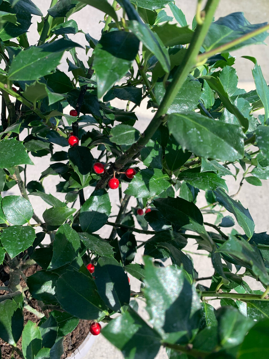 Ilex Aquifolium Blue Maid, Agrifoglio/Albero- vaso Ø 22cm, image size:1125x1500