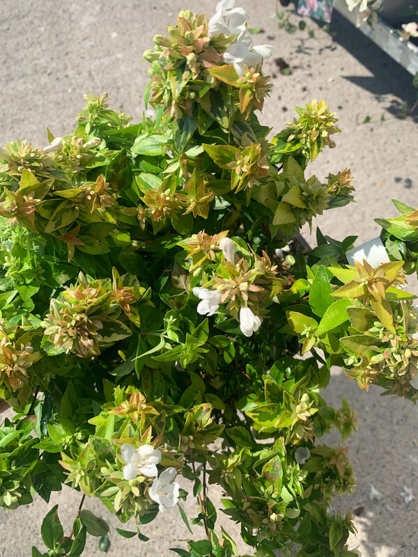 Abelia x grandiflora &#39;Kaleidoscope&#39; - vaso Ø18 cm