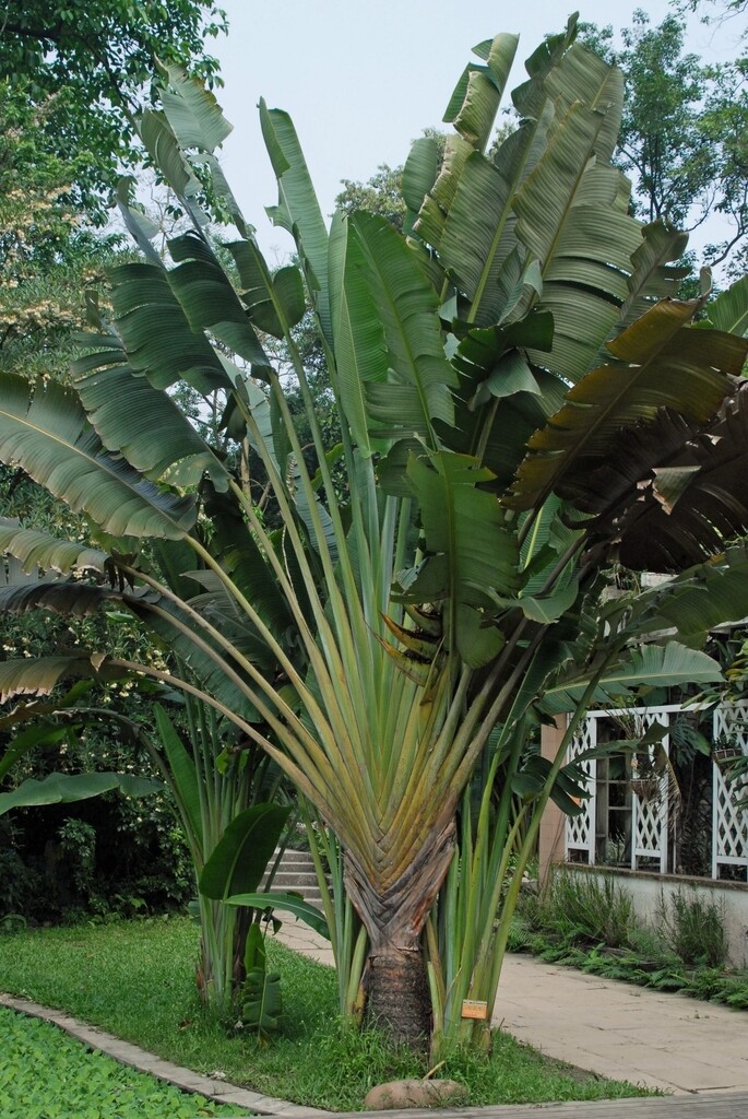 Ravenala Madagascariensis, Palma del viaggiatore - vaso Ø14 cm, h 70 cm