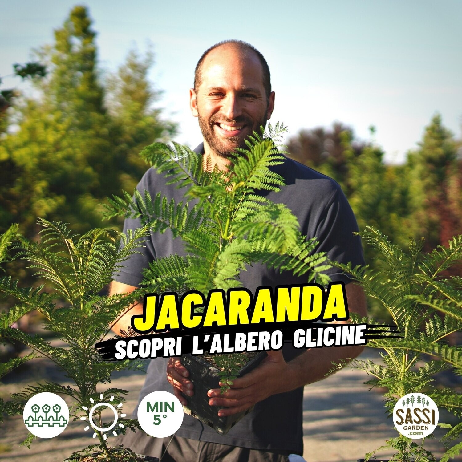 Jacaranda Mimosifolia, Albero Glicine, Albero dei violini - vaso 3 lt, h 120