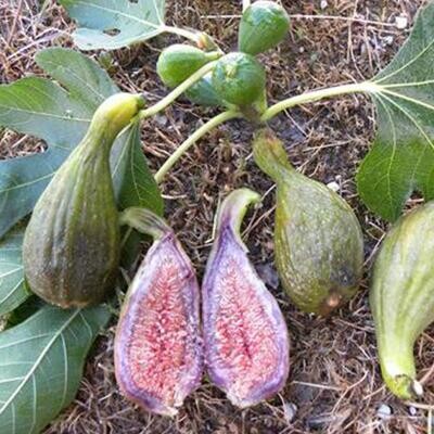 Fico 'Lungo del Portogallo', Ficus carica - vaso Ø25 cm Fico 'Lungo del Portogallo', Ficus carica - vaso Ø25 cm