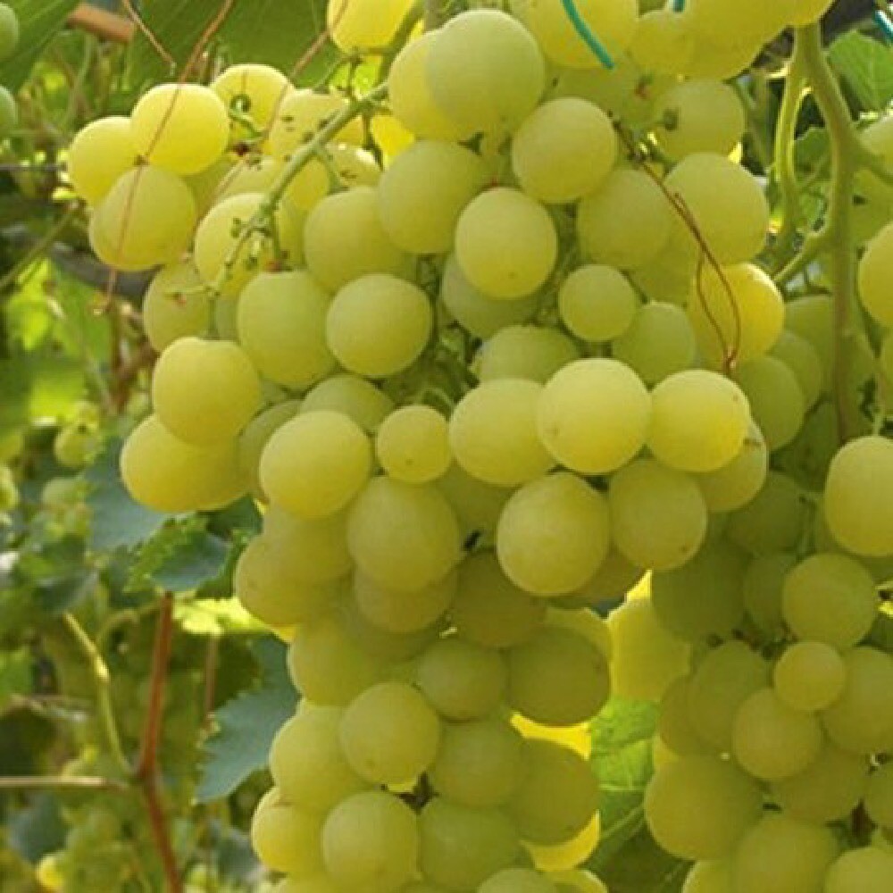 Vite da tavola Matilde -Vitis vinifera L. &#39;Matilde&#39;- Uva Matilde -Vaso Ø20 alto