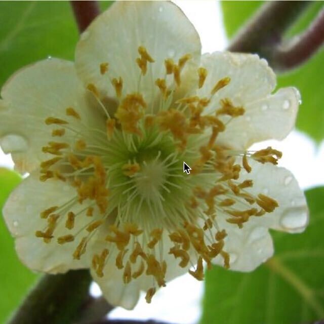 Kiwi Actinidia deliciosa 'Tomuri' MASCHIO impollinatore - vaso Ø17 cm, h 150 cm