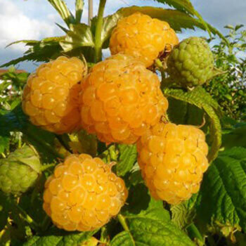 Lampone Giallo, Rubus idaeus &#39;Golden&#39; All gold - vaso Ø17 cm