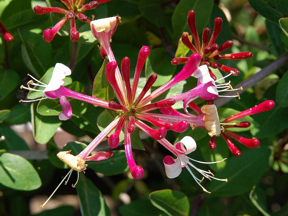 Lonicera periclymenum “ Belgica Select ” - Caprifoglio  v14 h 60 cm