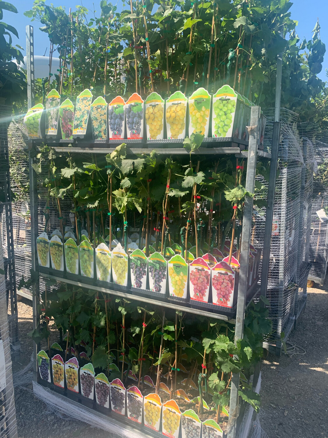 Vite Da Uva Cardinal AMDGarden - Pianta Innestata In Vaso 18cm | Uva Da Tavola Dolce - Foto 4