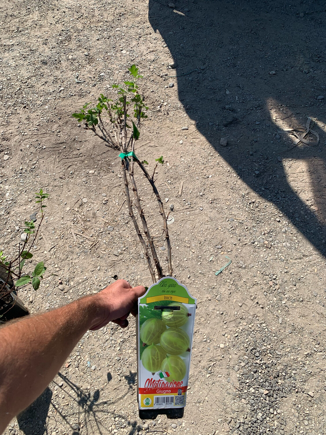 Uva spina bianca- Ribes uva-crispa
vaso 3 litri ( mess )