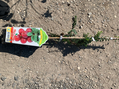 Mirtillo Rosso 'Pilgrim', Vaccinium macrocarpon, Cranberry - vaso prof. 13 cm