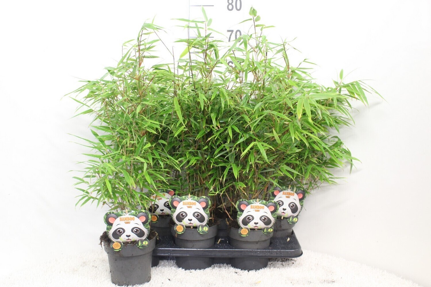 Pianta Bamboo Cespuglioso Non Invasivo Piccolo Cespo Pianta Di Bambù FARGESIA RUFA Viva - Pianta Giovane A Ciuffo Con 2-3 Fusti - Bambù Non Invasivo - Foto 11